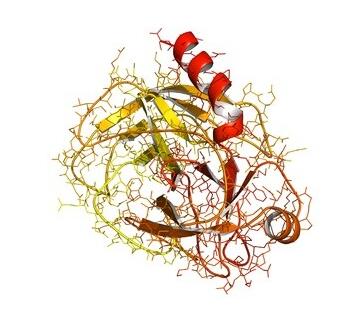 图2.胰蛋白酶.jpg