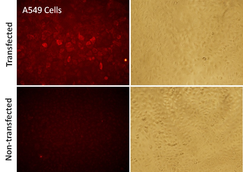 Cas9 mRNA transfection with EditPro reagent A549