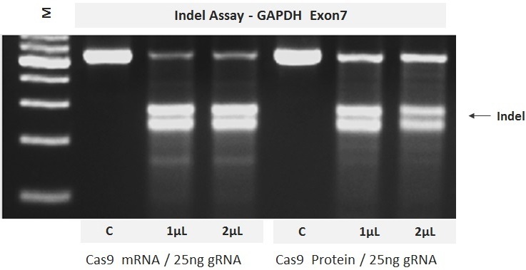 Cas9 mRNA transfection with EditPro reagent in hela cells and T7 endo analysis