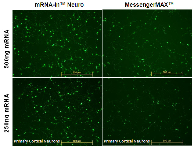mrna-in vs messengermax transfection of neurons