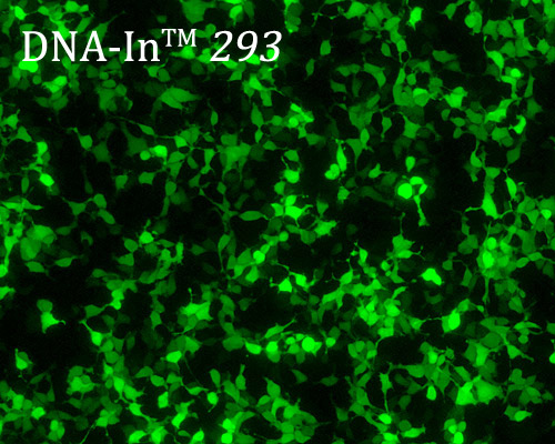 dna-in 293 transfection