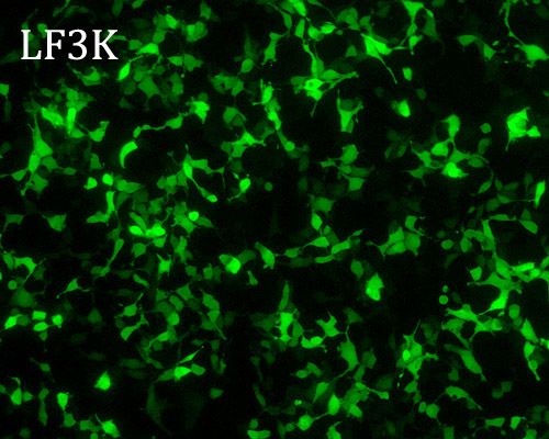 lipofectamine 3000 transfection of 293 cells