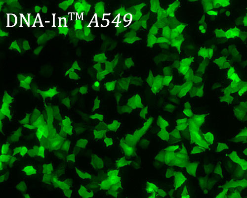 DNA-In A549 transfection