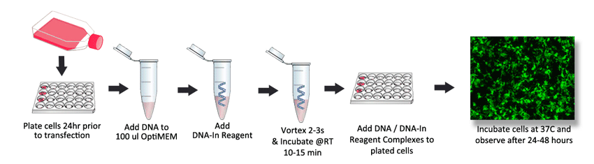DNA-In A549 transfection protocol