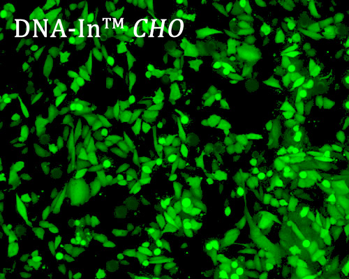 dna-in cho transfection