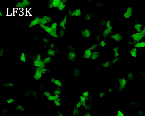 lipofectamine 3000 transfection of cho cells